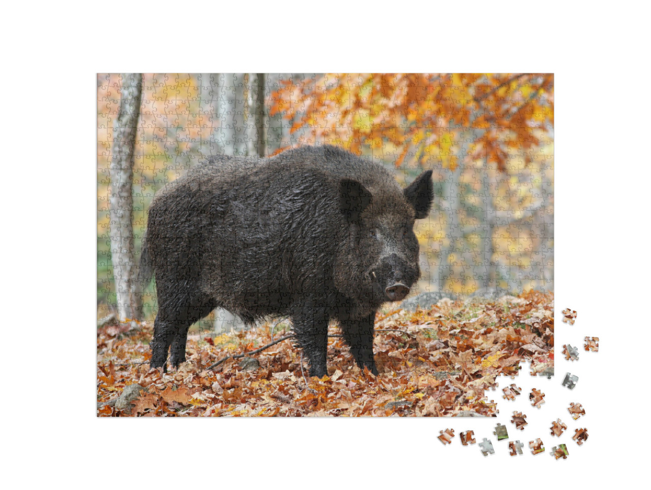 Puzzle de 1000 pièces « Sanglier mâle dans une forêt d'automne »