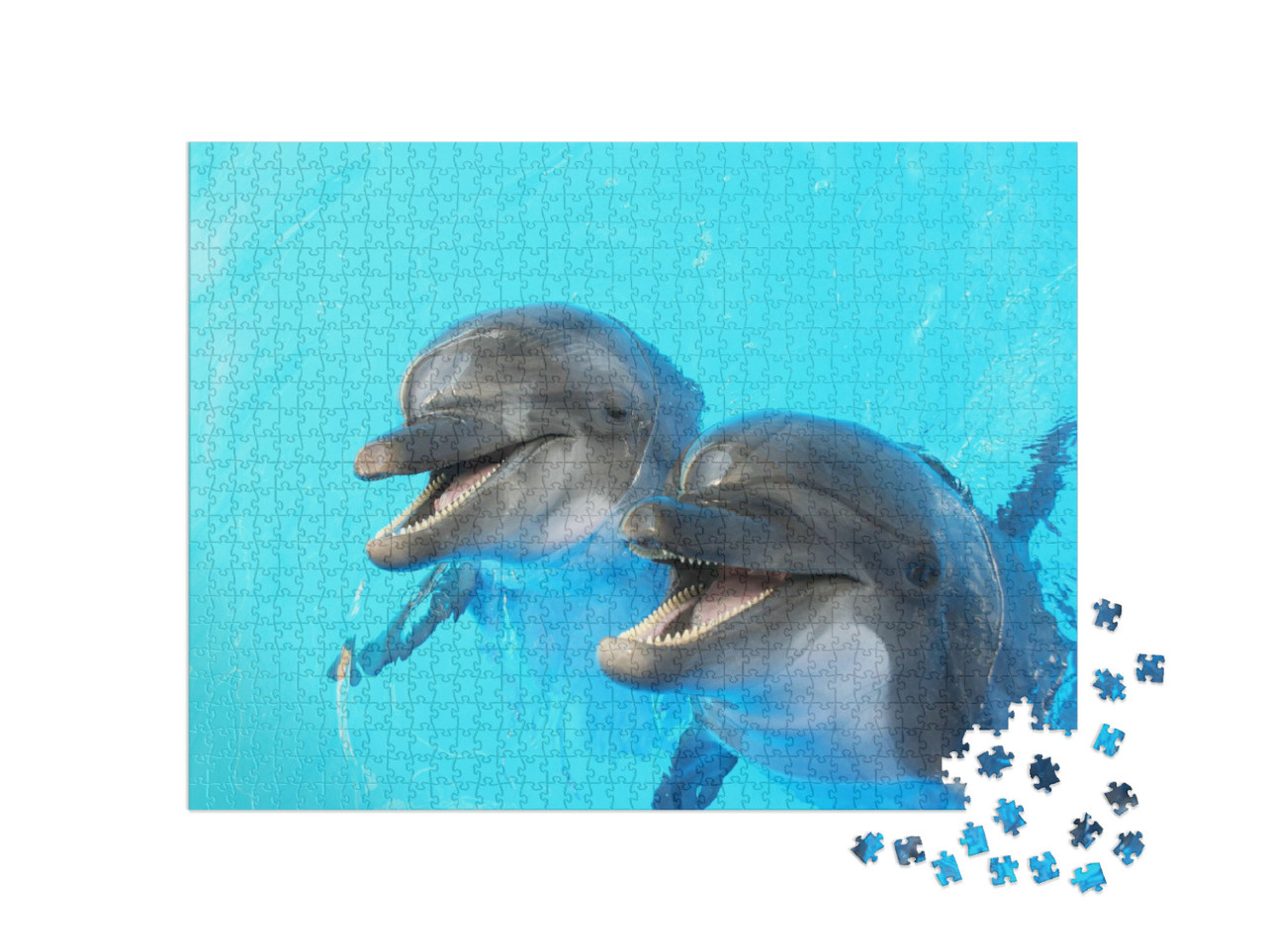 Puzzle de 1000 pièces « Deux dauphins nagent dans la piscine »