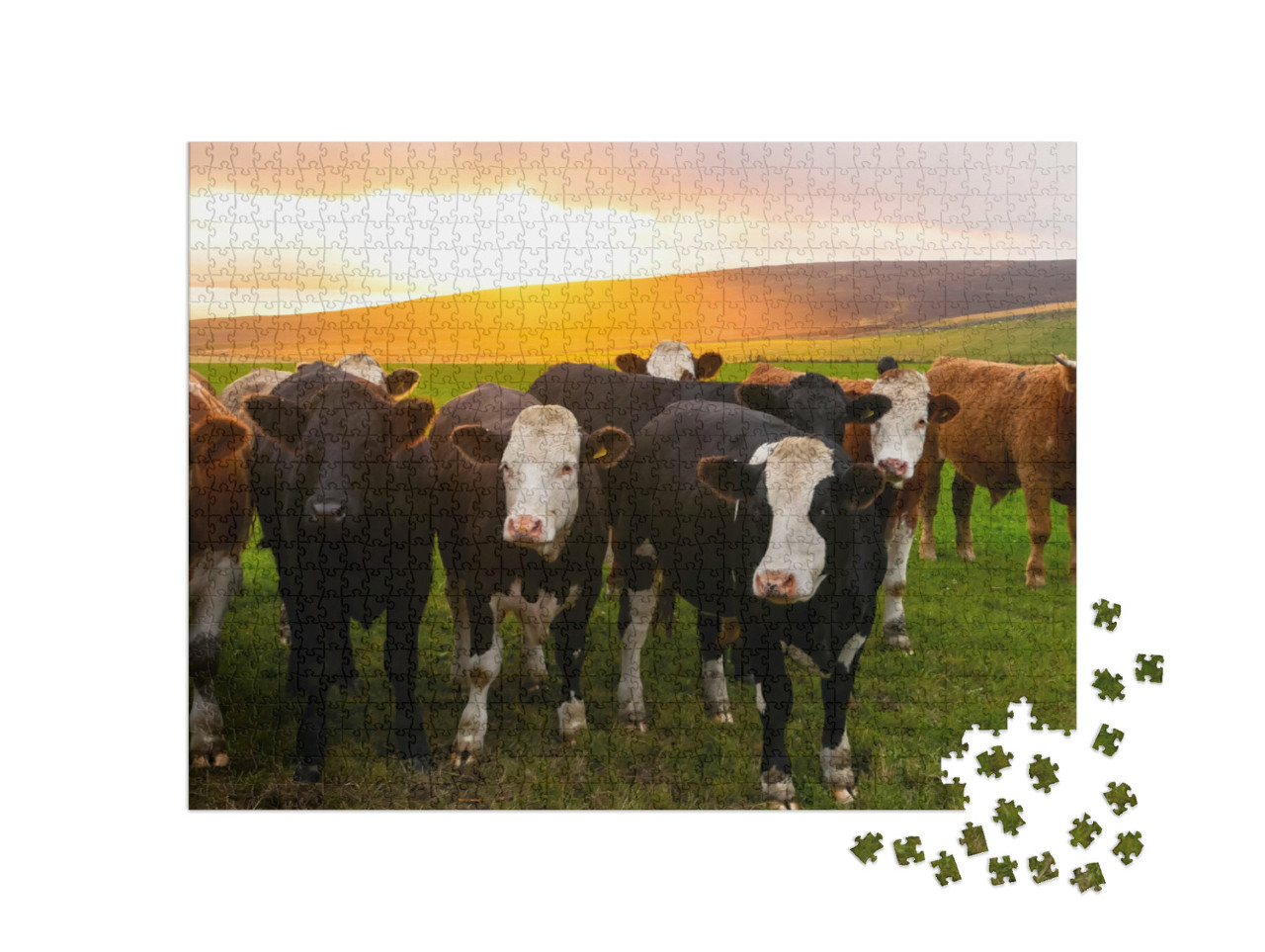 Puzzle de 1000 pièces « Un troupeau de vaches au coucher du soleil, Orkney, Écosse »