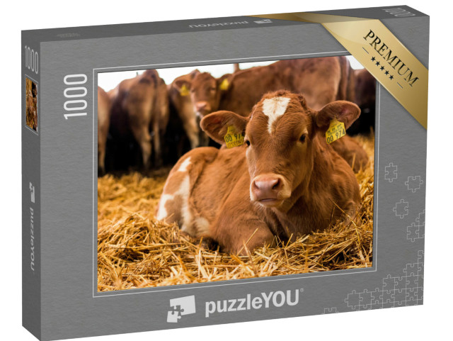 Puzzle de 1000 pièces « Un petit veau se repose sur la paille »