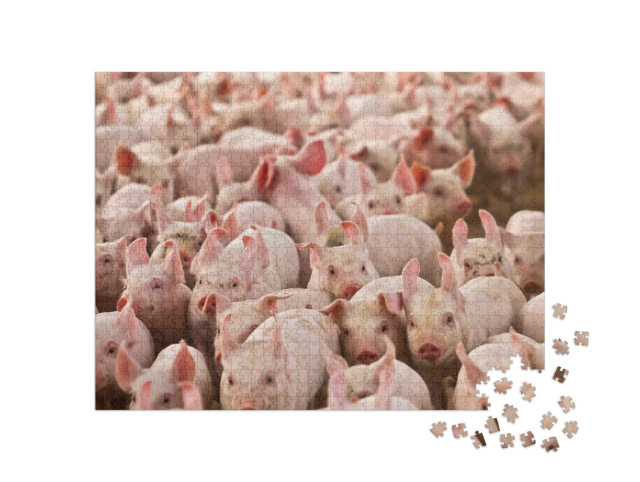 Puzzle de 1000 pièces « Beaucoup de petits porcelets »