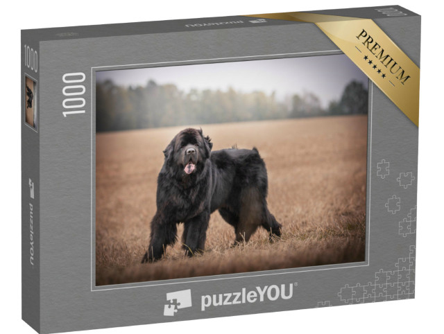 Puzzle de 1000 pièces « Terre-Neuve noir dans la nature »