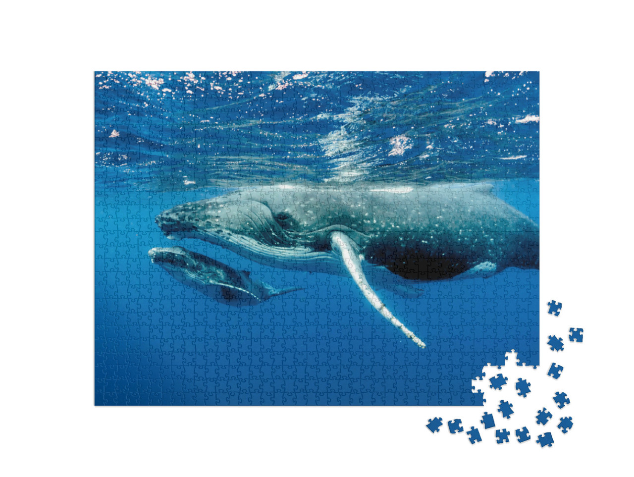 Puzzle de 1000 pièces « Deux baleines à bosse sous la surface de l'océan Pacifique »