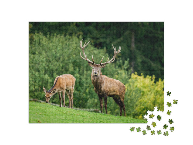 Puzzle de 1000 pièces « Face à face avec un cerf, en arrière-plan une biche en train de brouter »