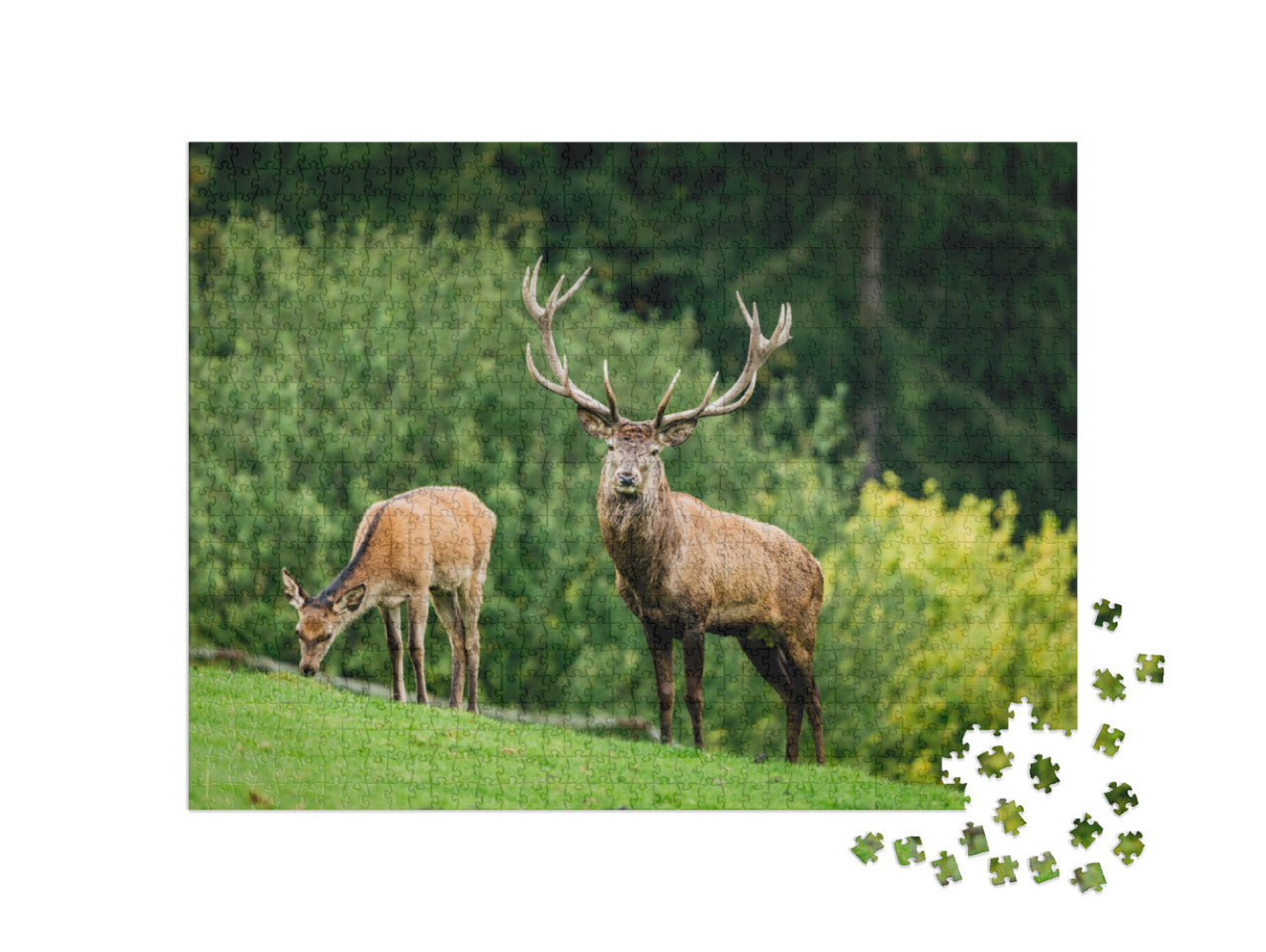 Puzzle de 1000 pièces « Face à face avec un cerf, en arrière-plan une biche en train de brouter »