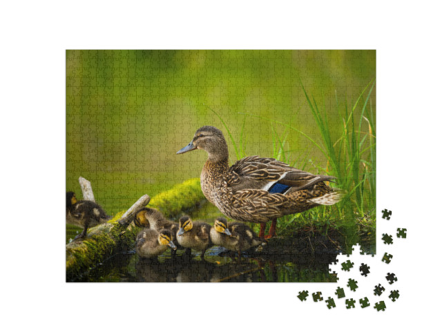 Puzzle de 1000 pièces « Canard colvert femelle avec petits canetons »