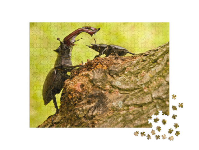 Puzzle de 1000 pièces « Majestueux cerf-volant mâle avec une femelle plus petite »