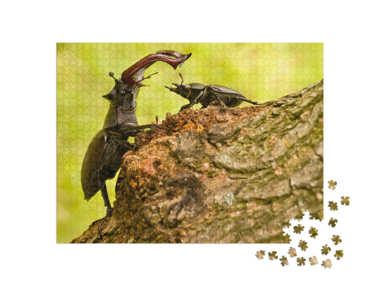 Puzzle de 1000 pièces « Majestueux cerf-volant mâle avec une femelle plus petite »