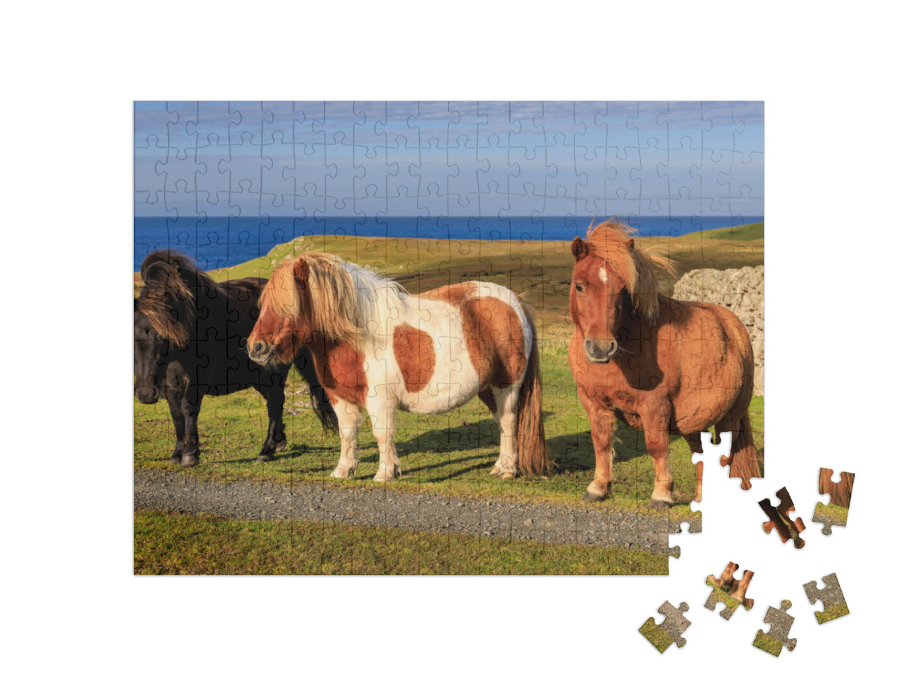 Puzzle de 200 pièces « Trois poneys Shetland sur la côte écossaise »