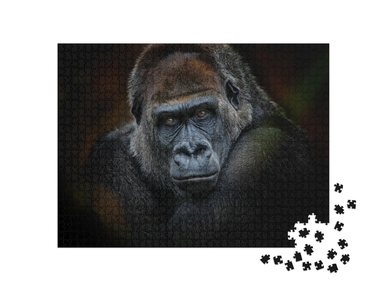 Puzzle de 1000 pièces « Portrait d'un gorille »