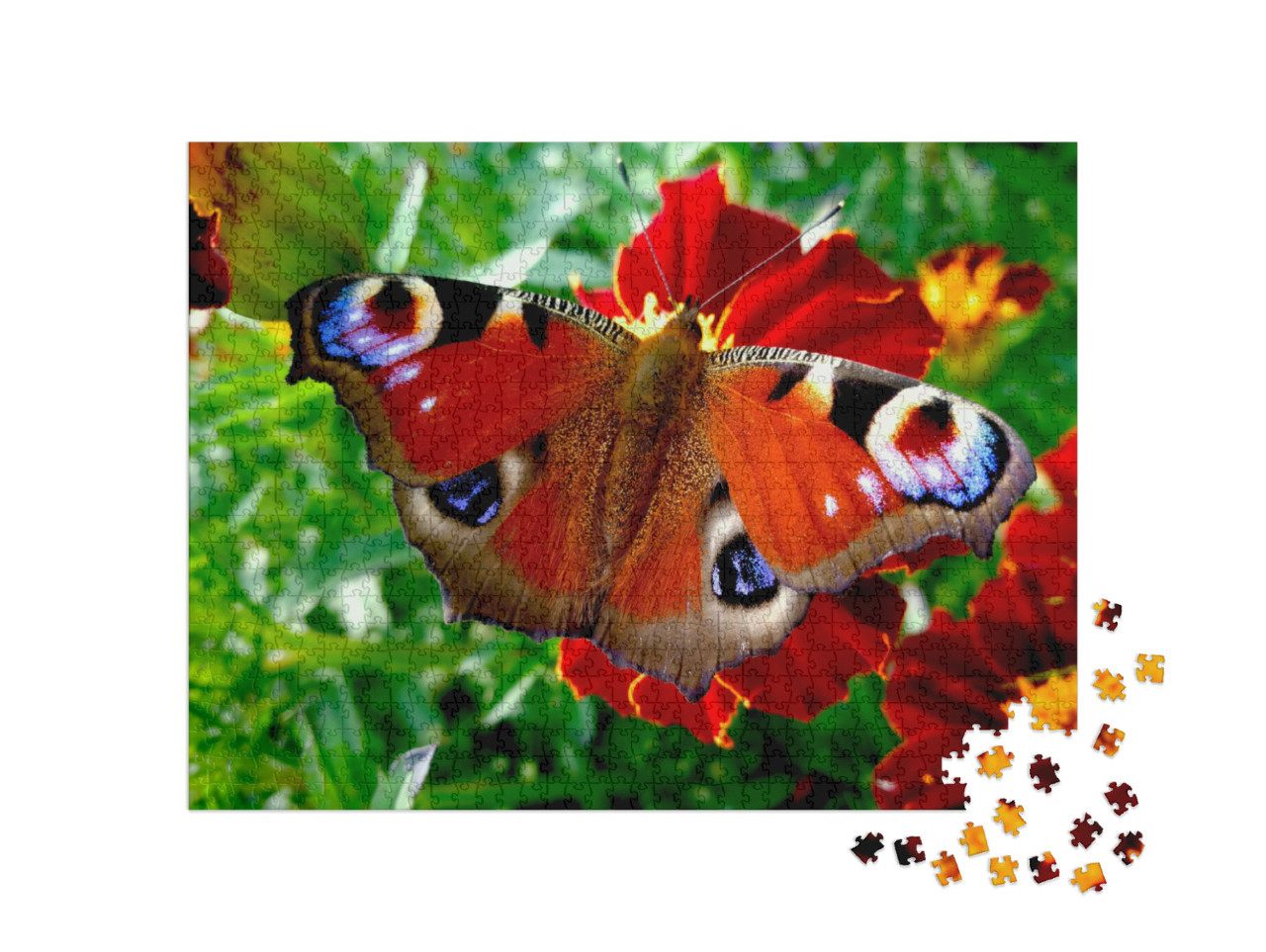 Puzzle de 1000 pièces « Paon du jour sur une fleur rouge »