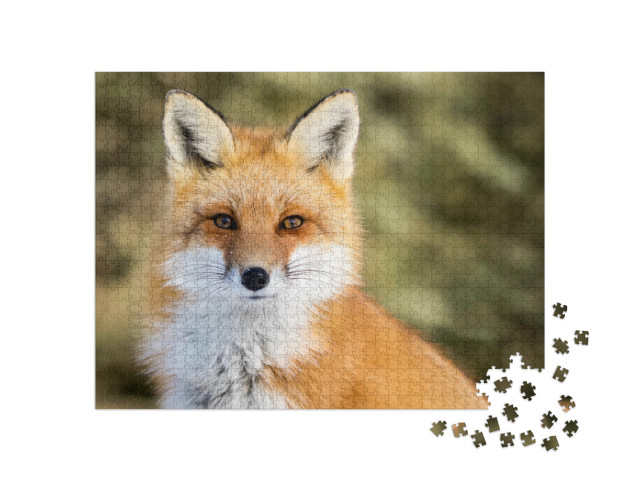 Puzzle de 1000 pièces « Vulpes vulpes : Renard roux dans la neige, bokeh »