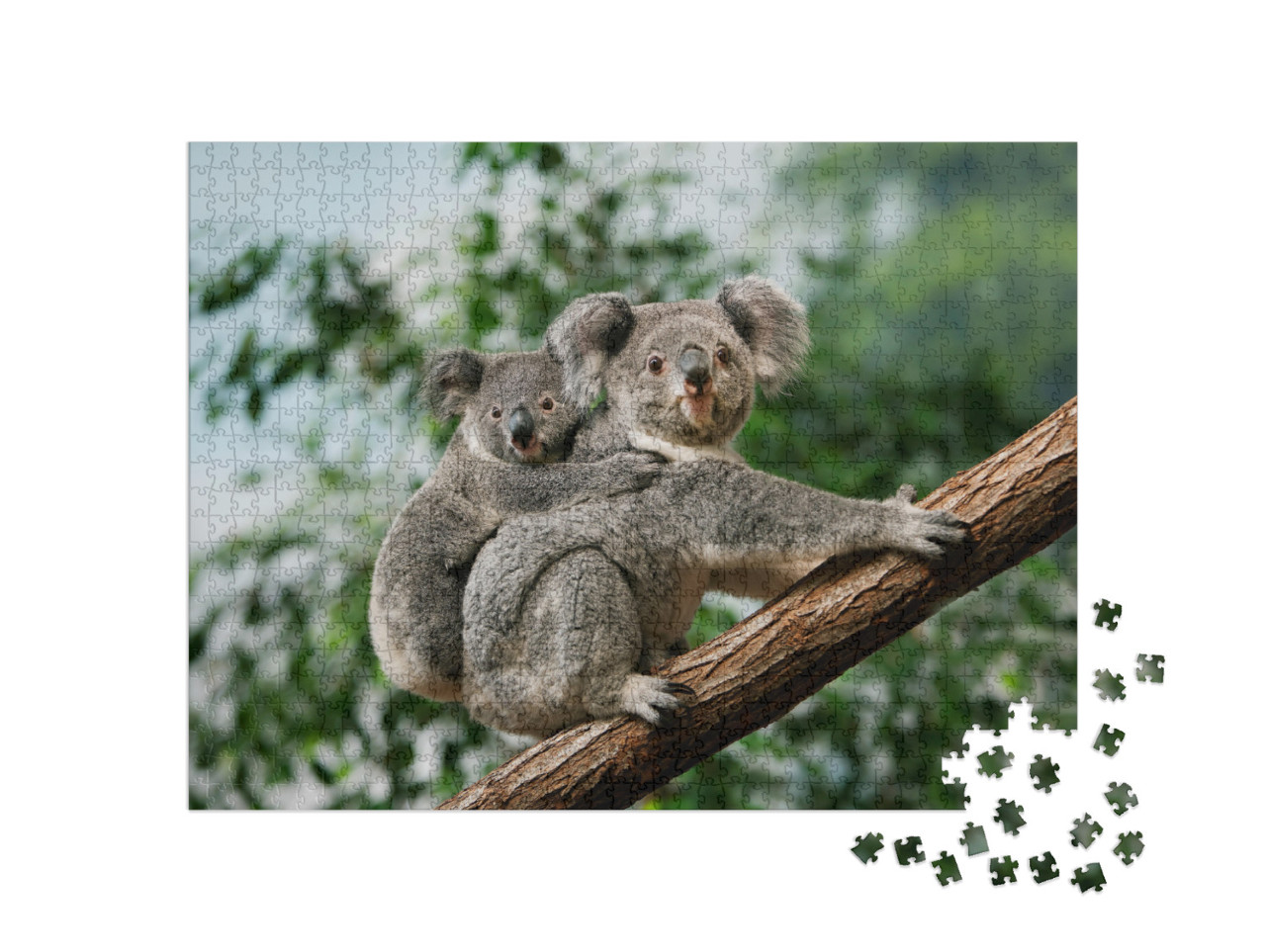 Puzzle de 1000 pièces « Un jeune koala se blottit contre le dos de sa mère »