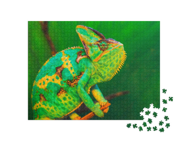 Puzzle de 1000 pièces « Chamaeleo calyptratus en Arabie saoudite, au Yémen »