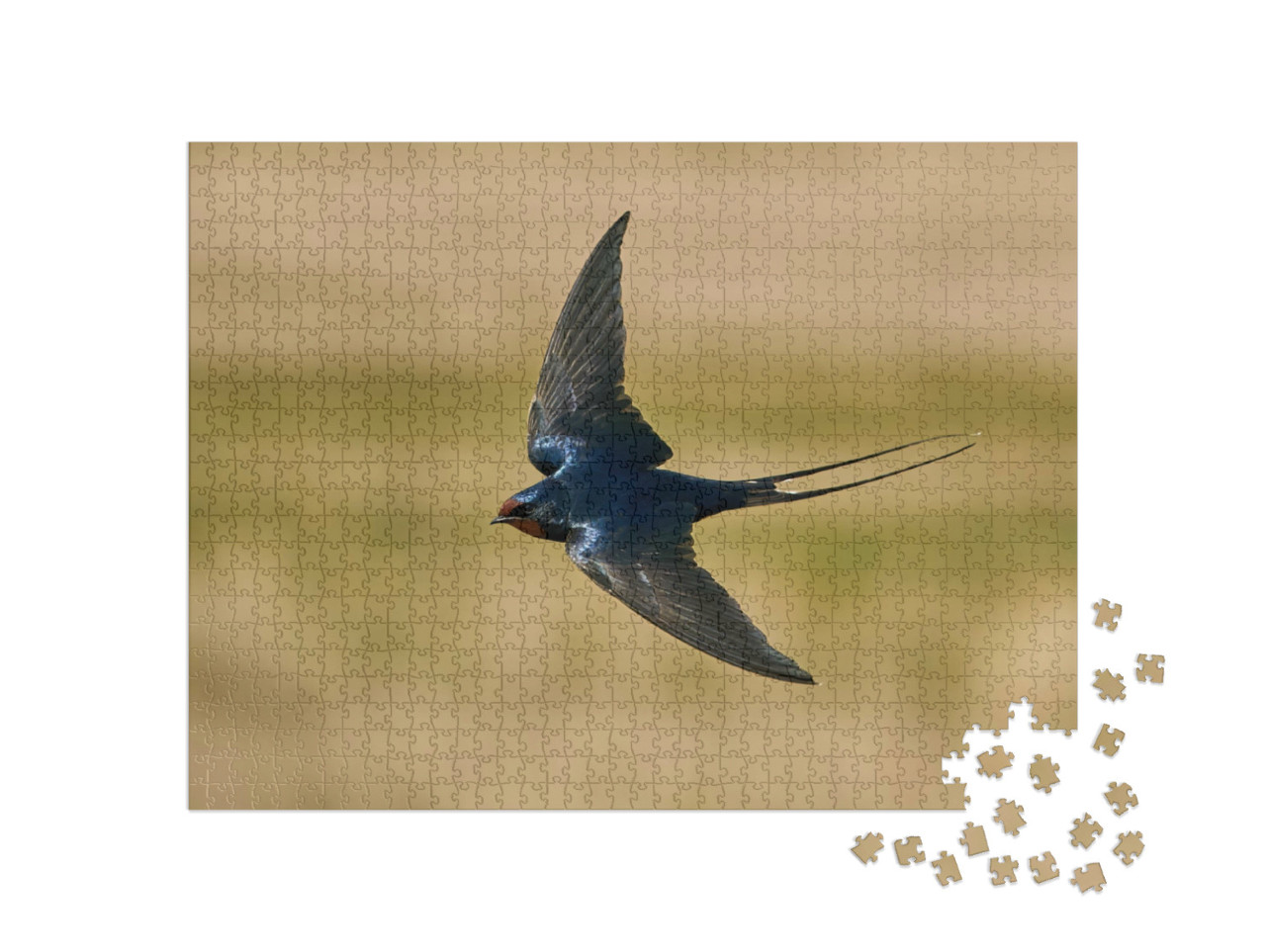 Puzzle de 1000 pièces « Hirondelle rustique, concentrée en vol »