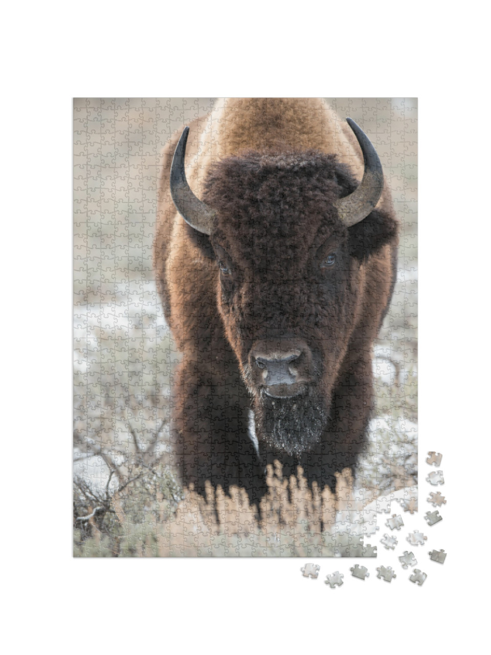 Puzzle de 1000 pièces « Un bison, buffle »