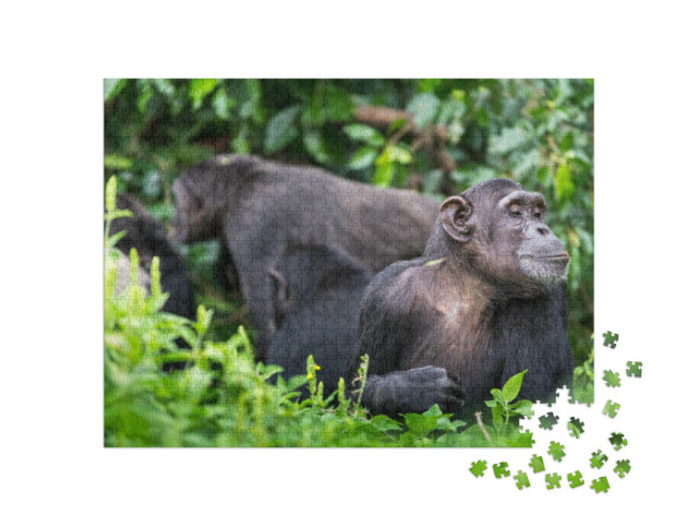 Puzzle de 1000 pièces « Groupe de chimpanzés et singe adulte »