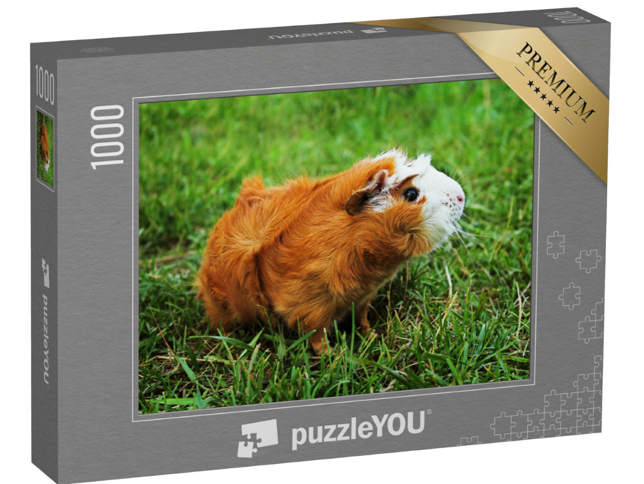 Puzzle de 1000 pièces « Cochon d'Inde Abyssin rouge sur herbe verte »