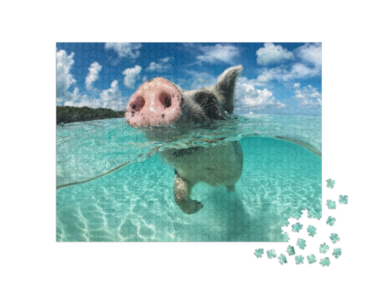 Puzzle de 1000 pièces « Un cochon flottant, Big Majors Cay, Bahamas »