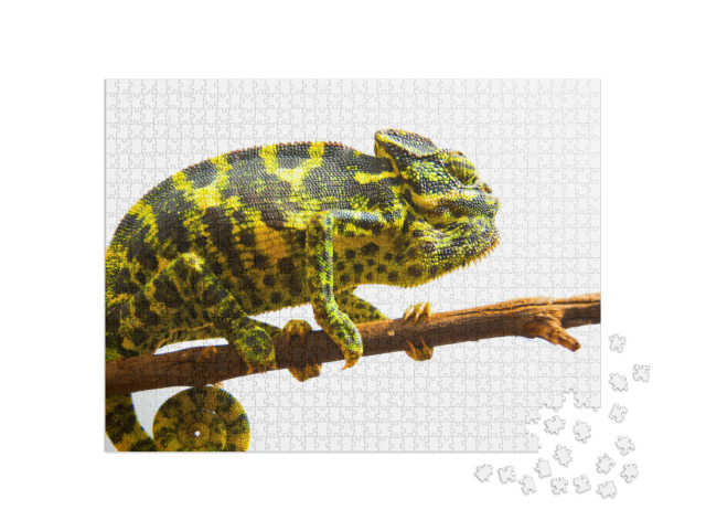 Puzzle de 1000 pièces « Caméléon commun »