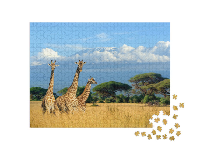 Puzzle de 1000 pièces « Trois girafes dans le parc national du Kenya »