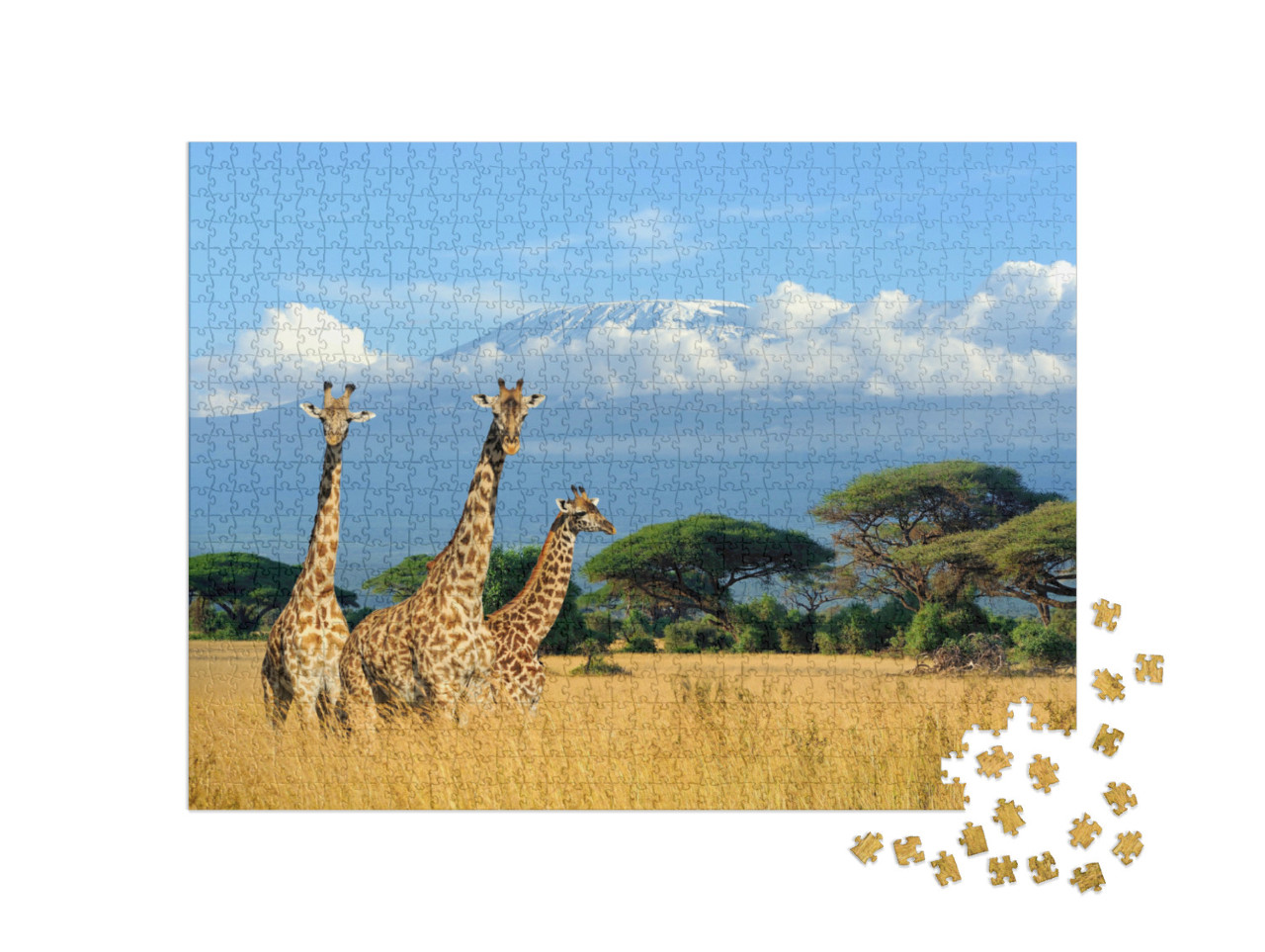 Puzzle de 1000 pièces « Trois girafes dans le parc national du Kenya »