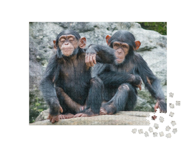 Puzzle de 1000 pièces « Deux bébés chimpanzés espiègles côte à côte »