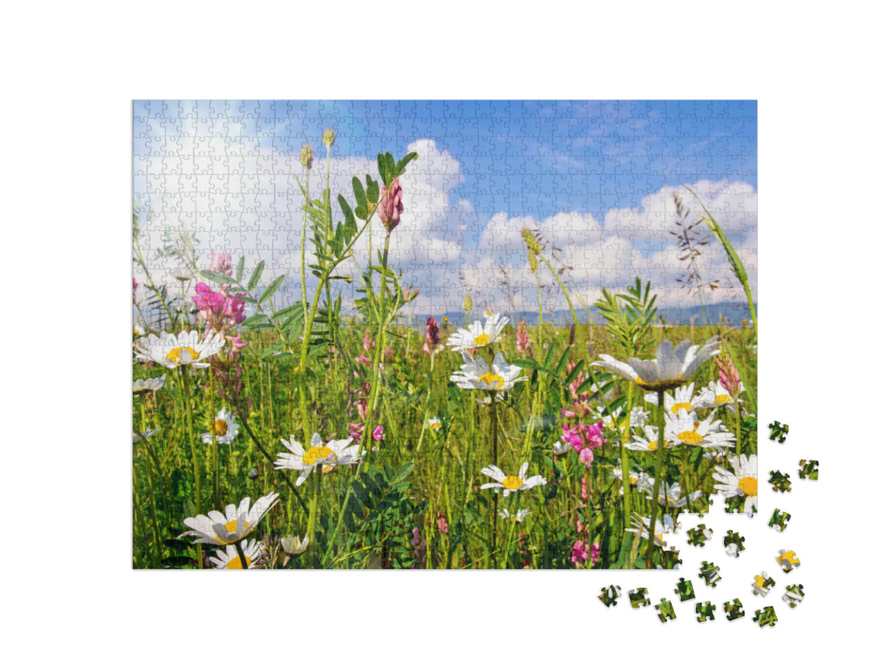 Puzzle de 1000 pièces « Prairie fleurie en été avec des marguerites »